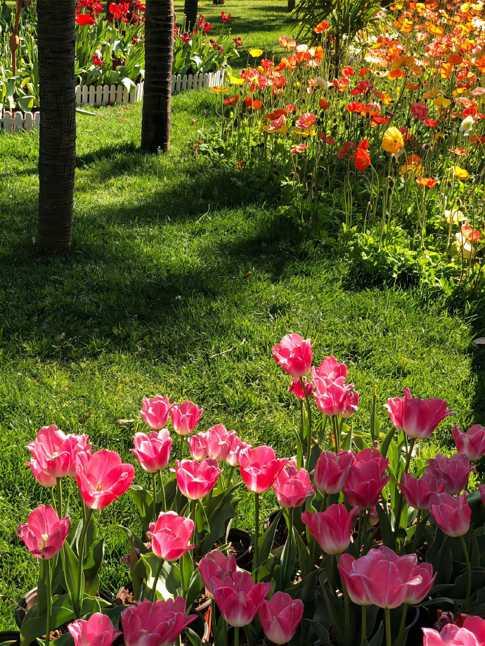 “春光作序,万物和鸣” 🌷 ​​​